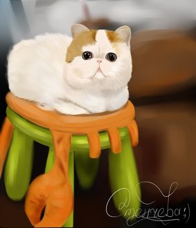 Фото Экзотическая короткошерстная кошечка Снупи, by ZaStenchevaya