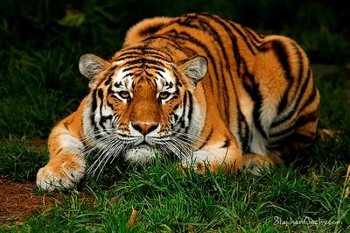 Аватары и картинки с тиграми