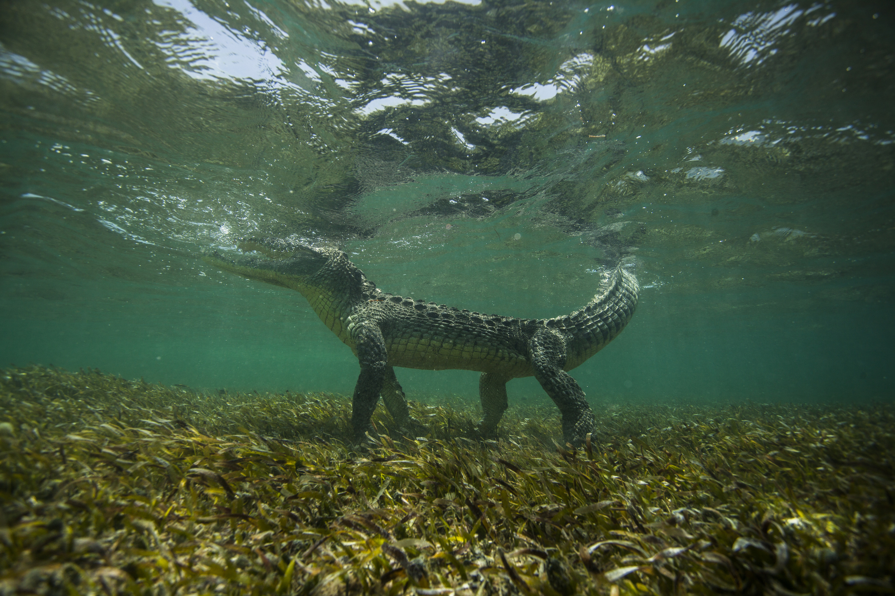 Фото Крокодил под водой, фотограф Mike Korostelev