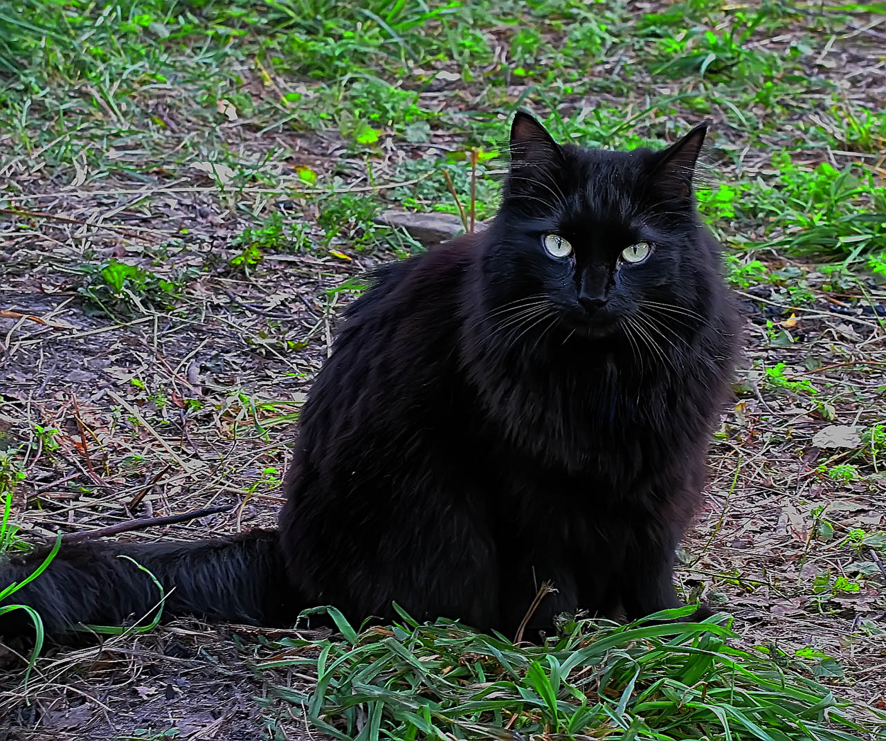 Черная кошка 11. Бомбейская кошка длинношерстная. Лесной шотландский кот чёрный. Черный пушистый Сибирский кот. Бомбейская кошка пушистая.