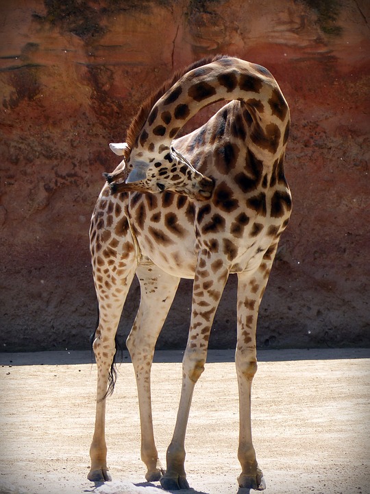Фото Жираф наклонил голову, by bernswaelz