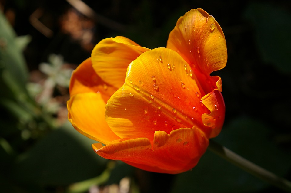 Фото Оранжевый тюльпан на размытом фоне, by Kerstin Riemer