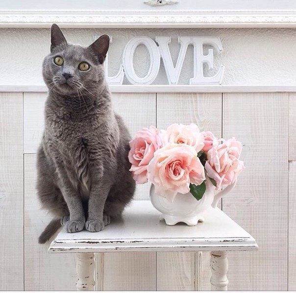 Фото Серый кот сидит на столике у вазы с розами