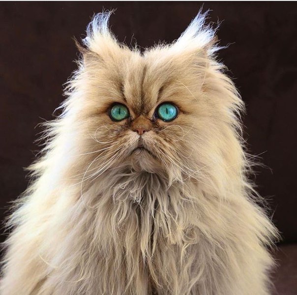 Фото Прикольный пушистый кот с яркими бирюзовыми глазами на коричневом фоне