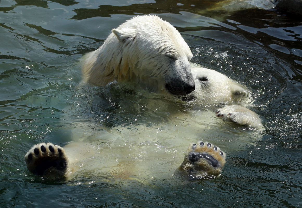 Медведь купается. Белый медведь плавает. Белый Медвежонок купается. Белый мишка в воде.