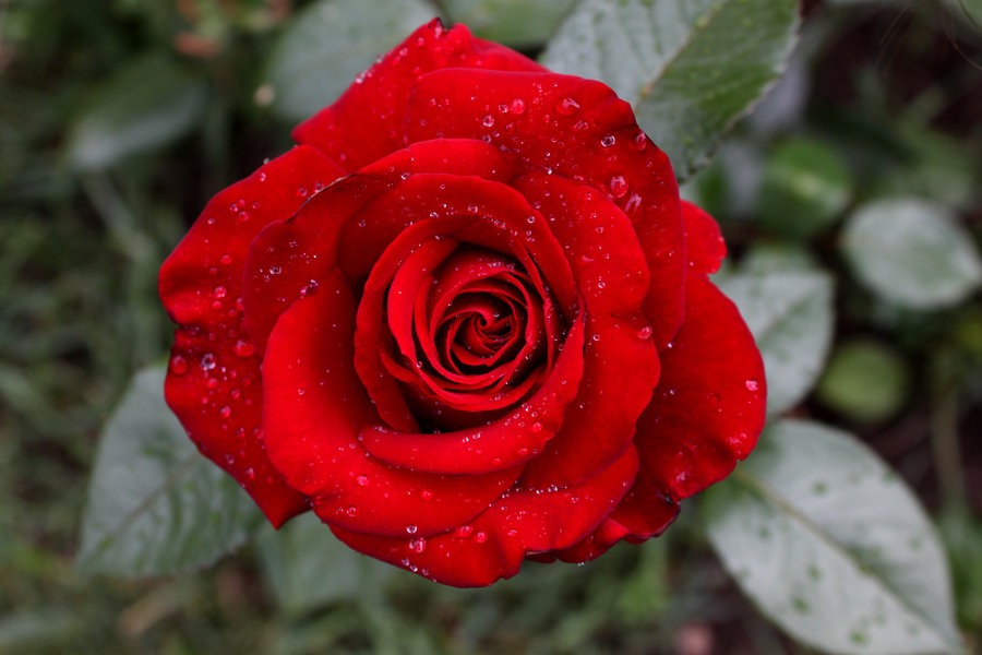 Фото Красная роза в каплях росы, by Viper-08