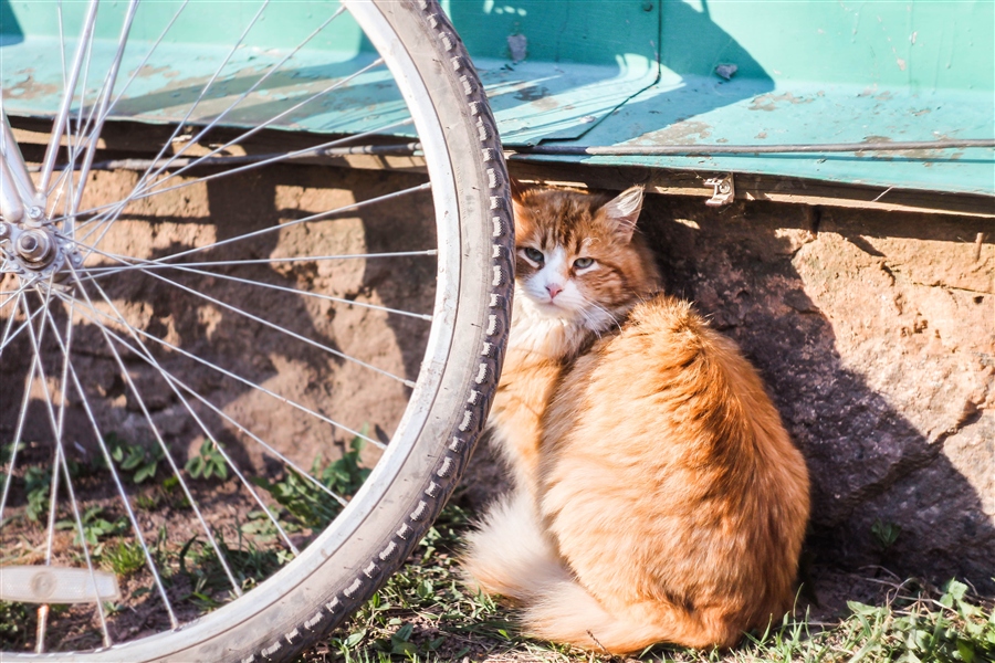 Фото Рыжий кот сидит у велосипедного колеса, фотограф Vova Hleb