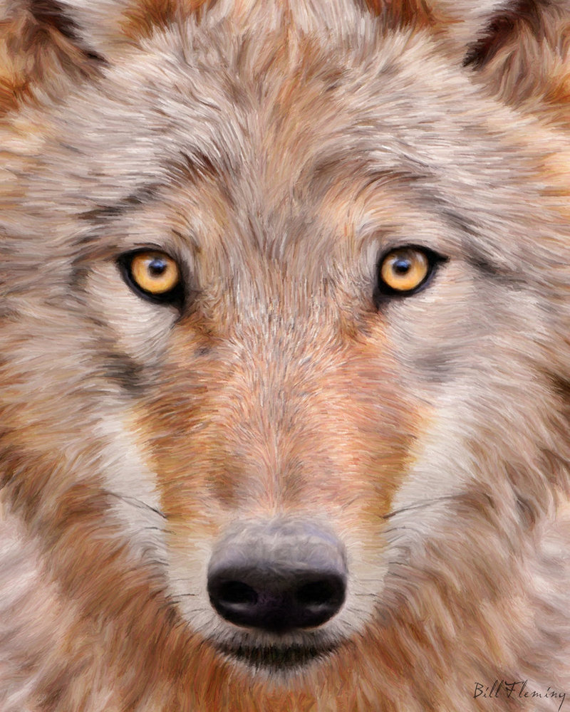 Фото Портрет волка крупным планом, by KomodoEmpire