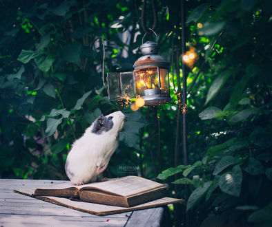 Фото Морская свинка с интересом смотрит на бенгальские огни внутри фонаря, by Marloeshi