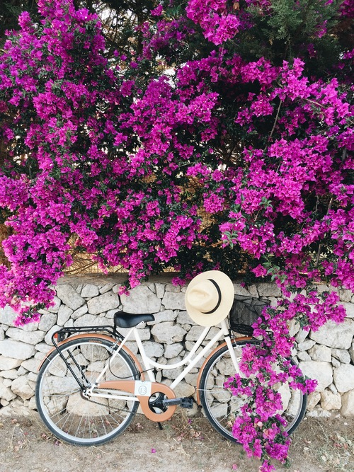 Фото Велосипед стоит у цветущего куста