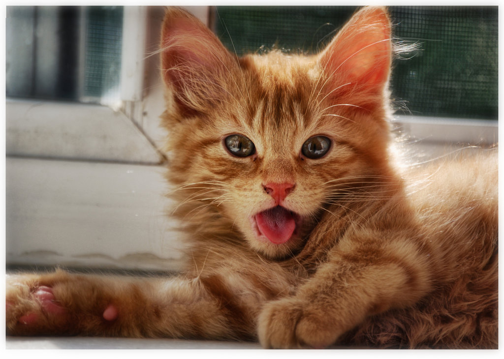 Киски показывают язык. Рыжий котёнок. Котенок с высунутым языком. Счастливый котенок. Рыжий кот с высунутым языком.
