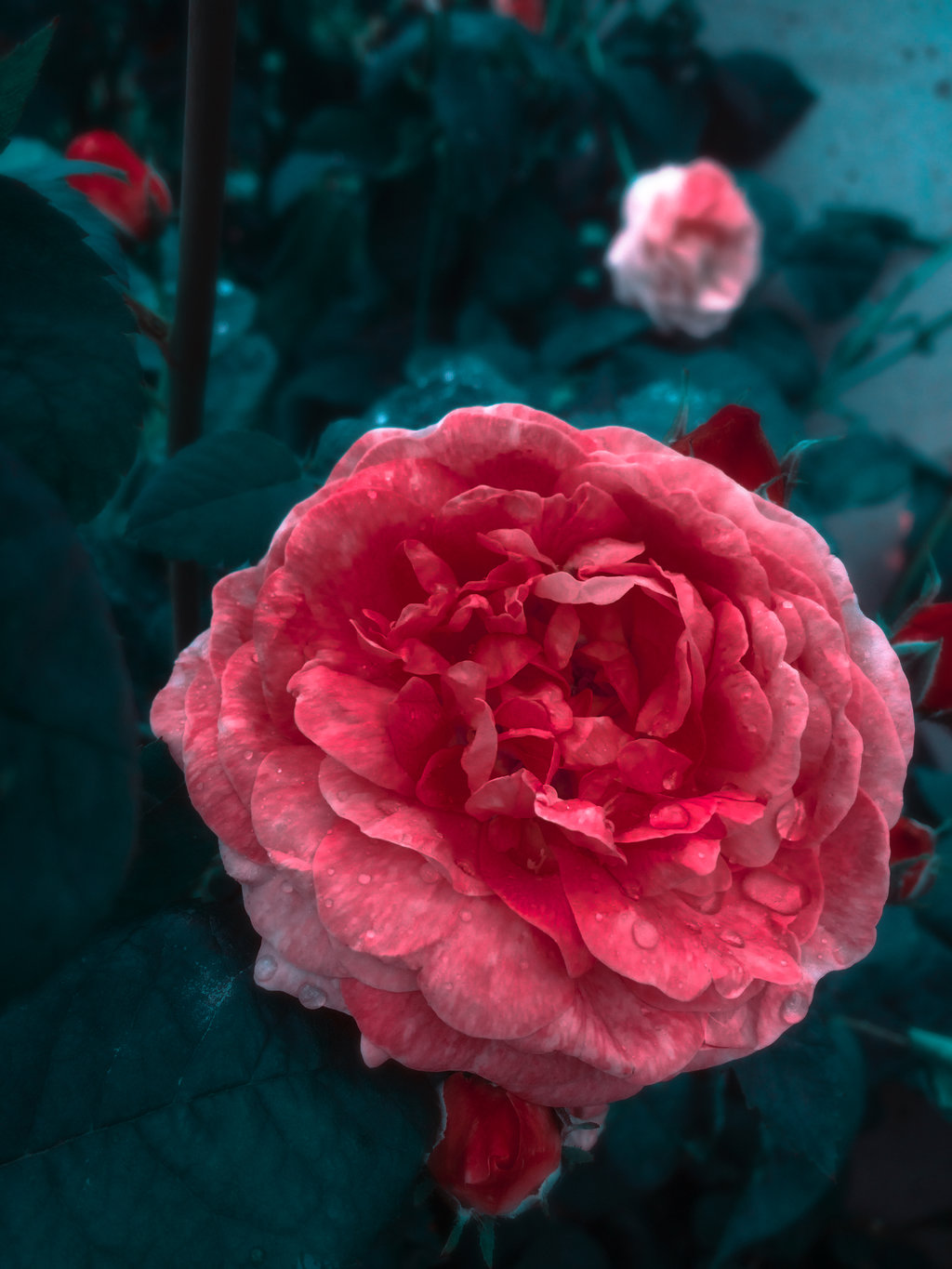Фото Розовая роза в каплях росы, by Irina-Ponochevnaya