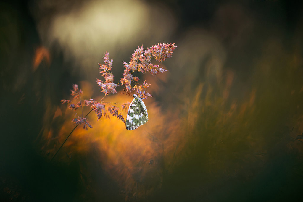 Фото Бабочка на цветке, by RGSeby