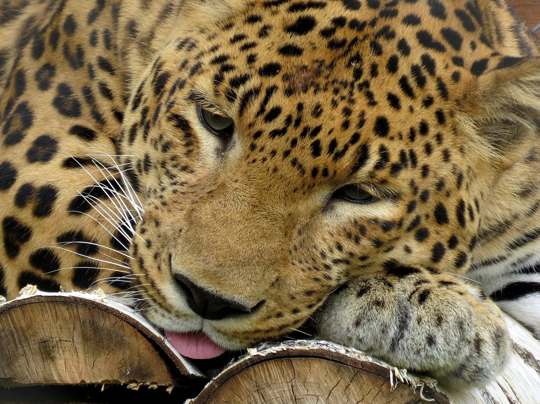 Фото Леопард лежит на дровах, высунув язык, фотограф Маргарита