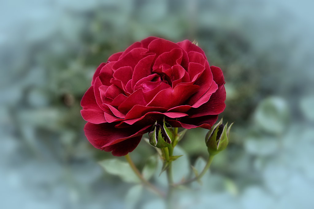 Фото Красная роза на размытом фоне, by Placi1