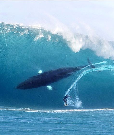 Где обитает синий кит?