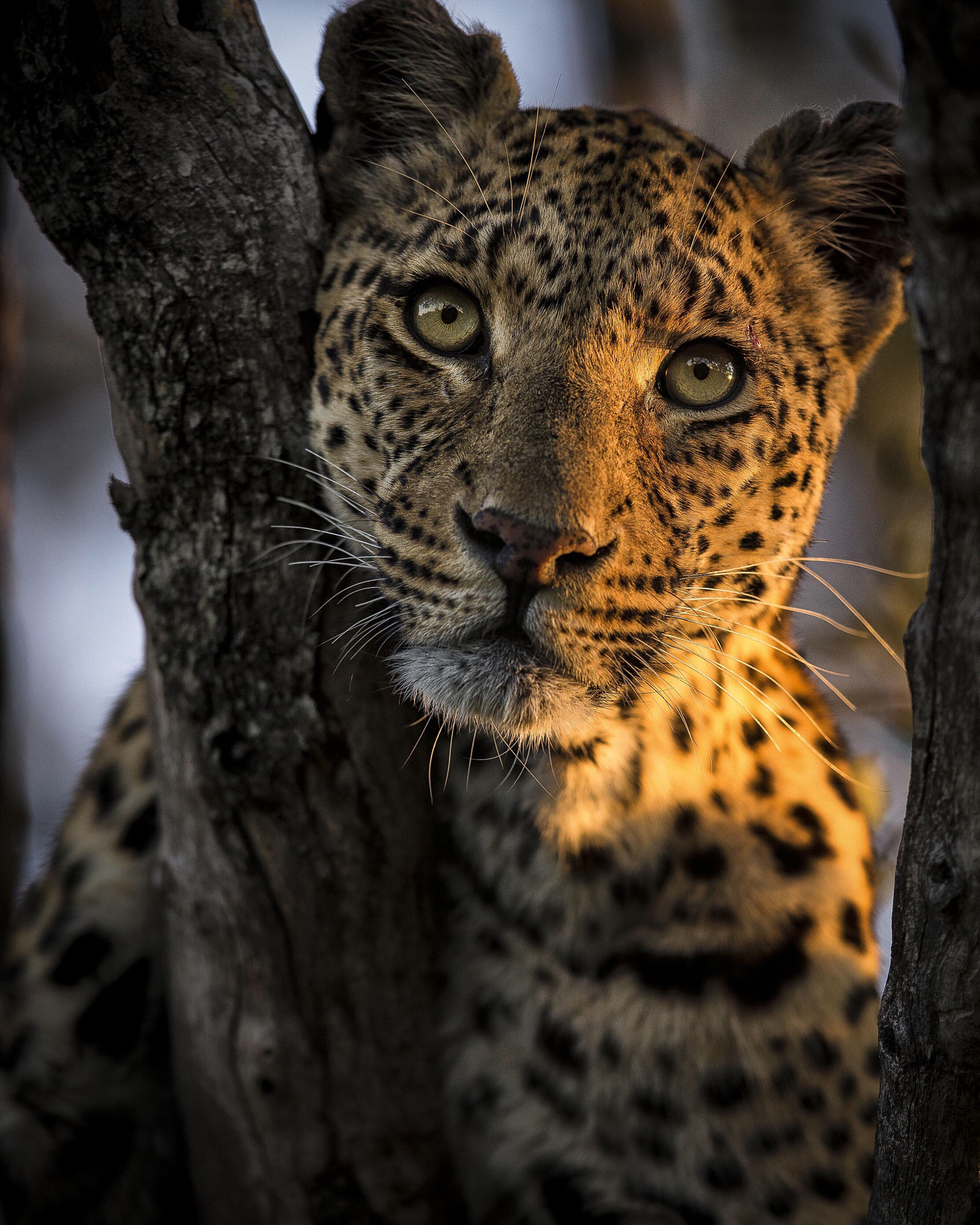 Фото Леопард на дереве, фотограф Chris Fischer