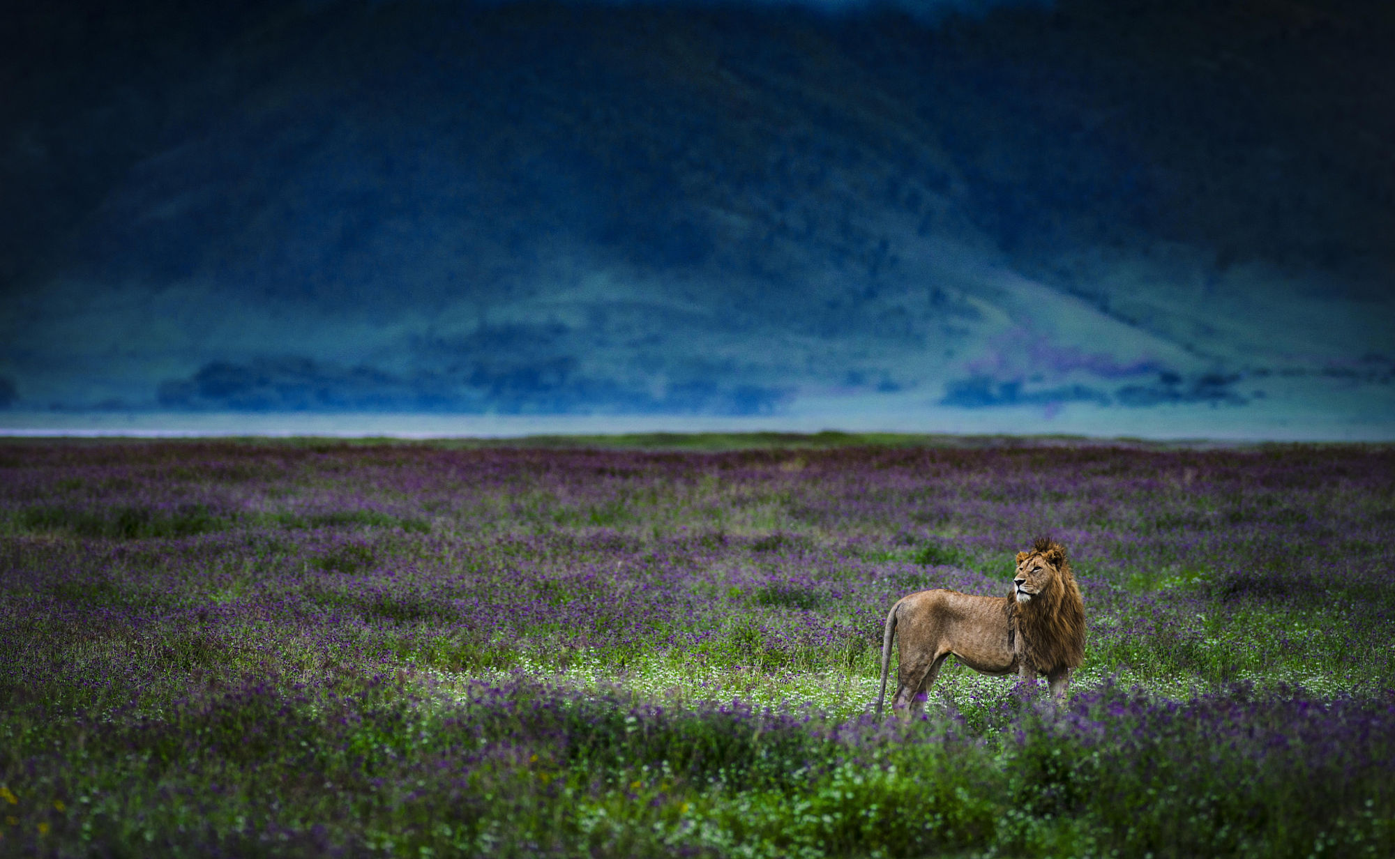 Фото Лев стоит в траве, природа саванны, фотограф Chris Fischer