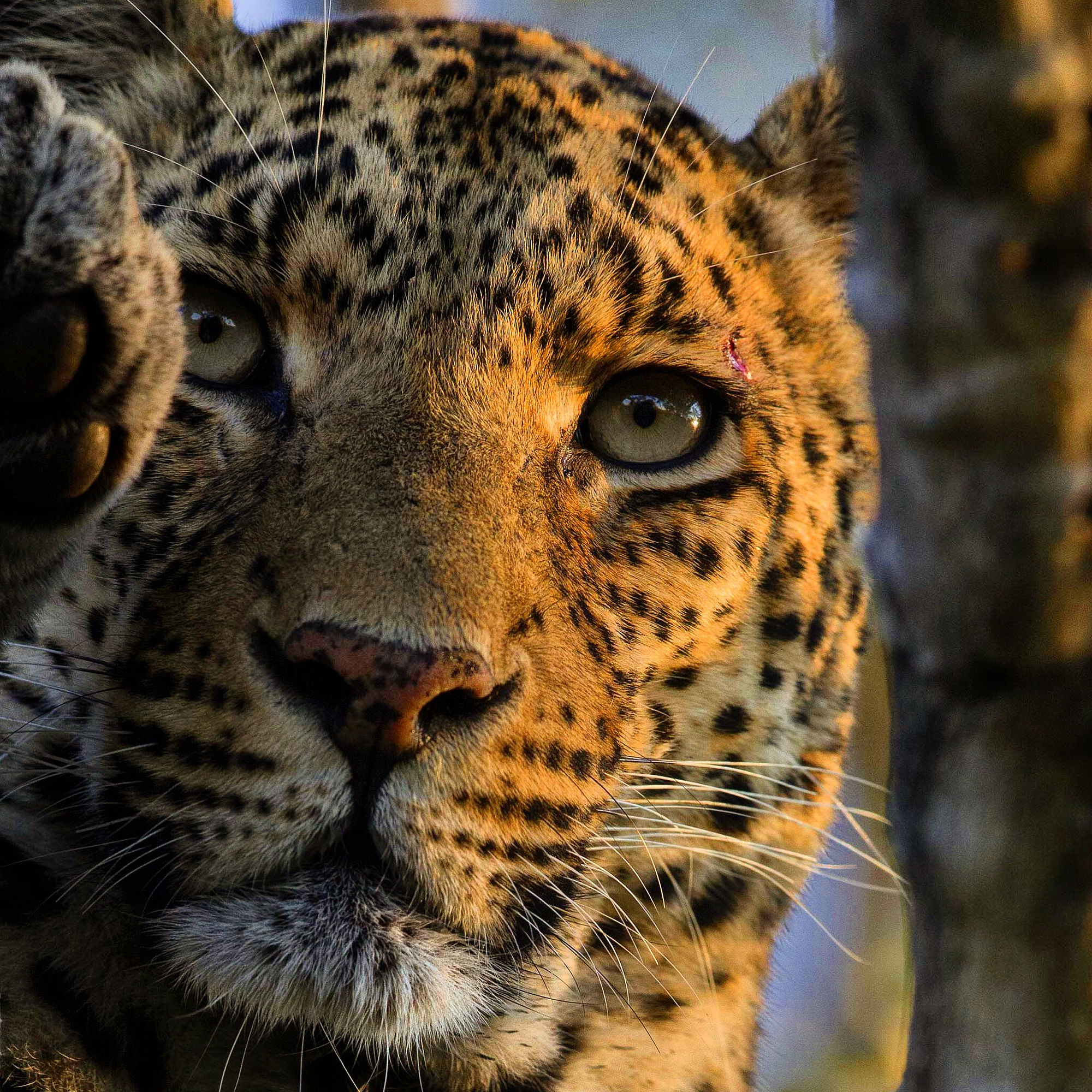 Фото Леопард с серыми глазами, фотограф Chris Fischer