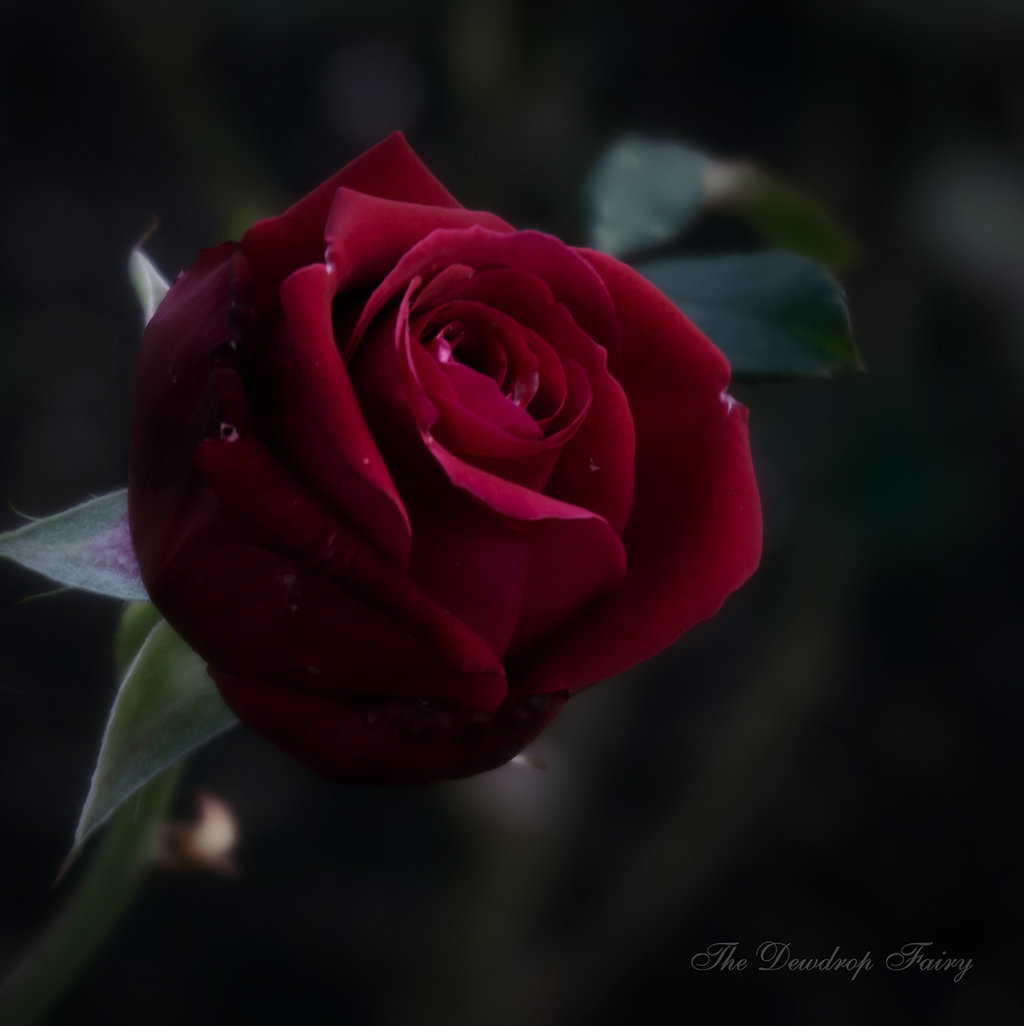Фото Бордовая роза с капельками росы, by TheDewdropFairy