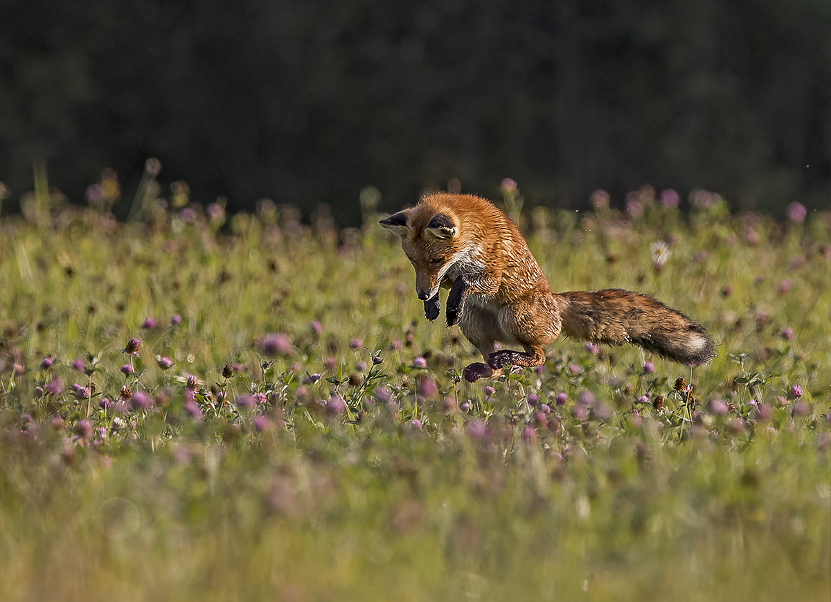 Фото Лисица в прыжке на поляне цветов, фотограф Darius Babelis