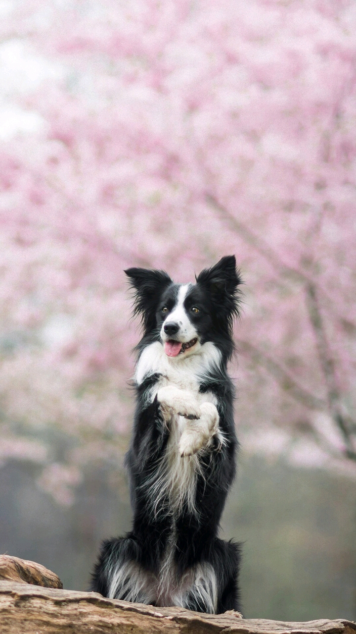 Фото Собака породы бордер-колли стоит на двух лапах, на фоне цветущего дерева