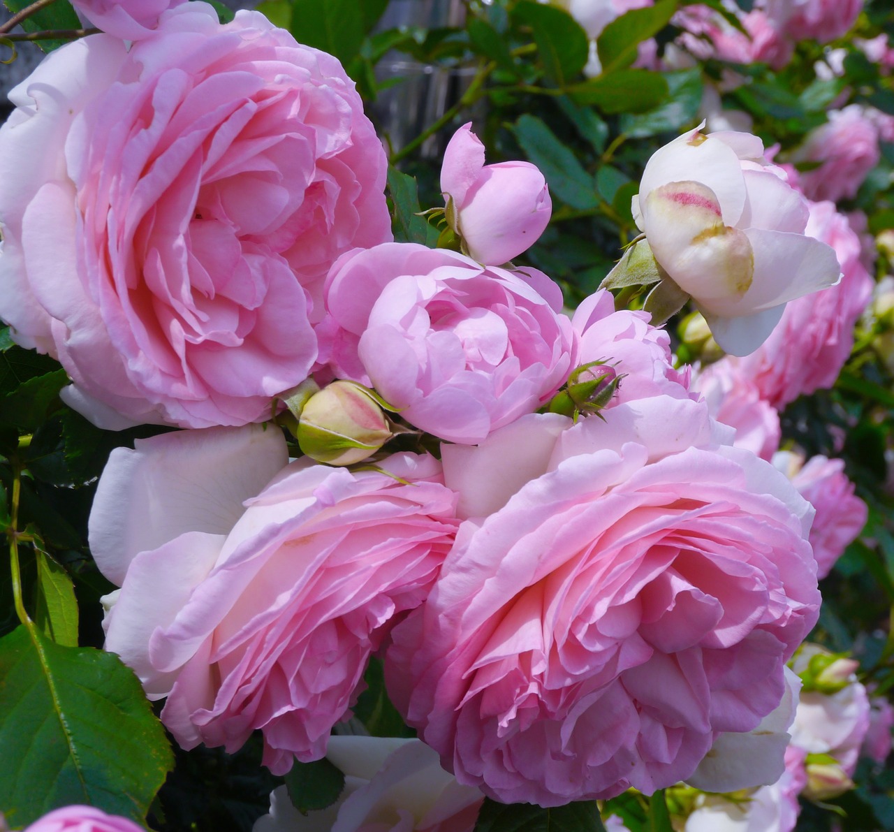 Фото Розовые розы с бутонами, by auntmasako