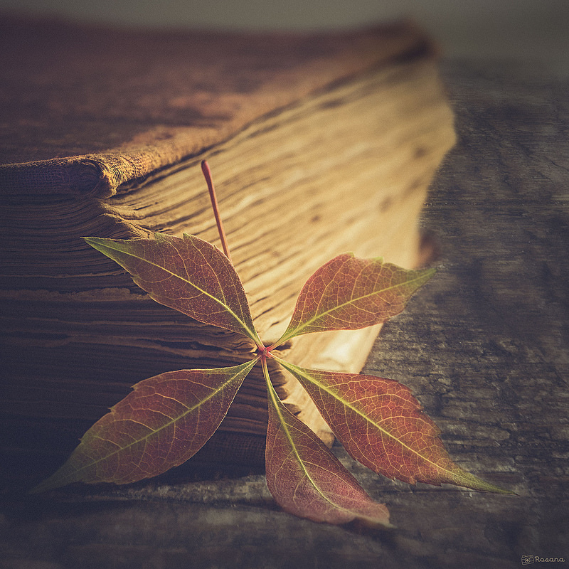 Фото Осенний кленовый лист у старой книги