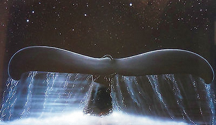 Фото Огромный хвост кита, нырнувшего в глубины океана, by Robert Wyland