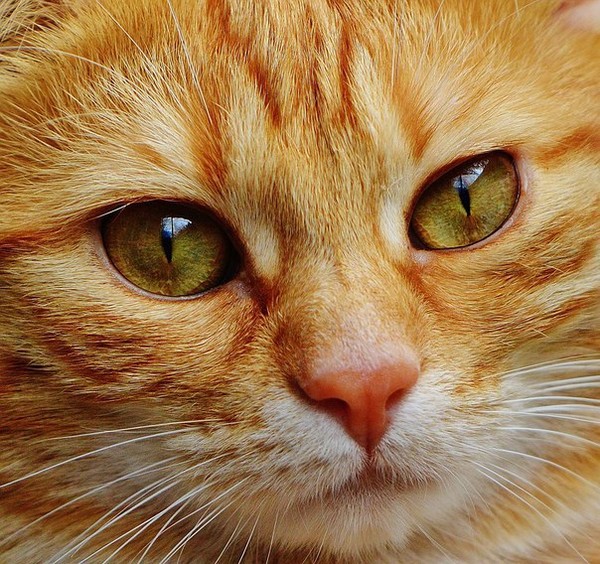 Фото Мордочка кошки с грустным взглядом