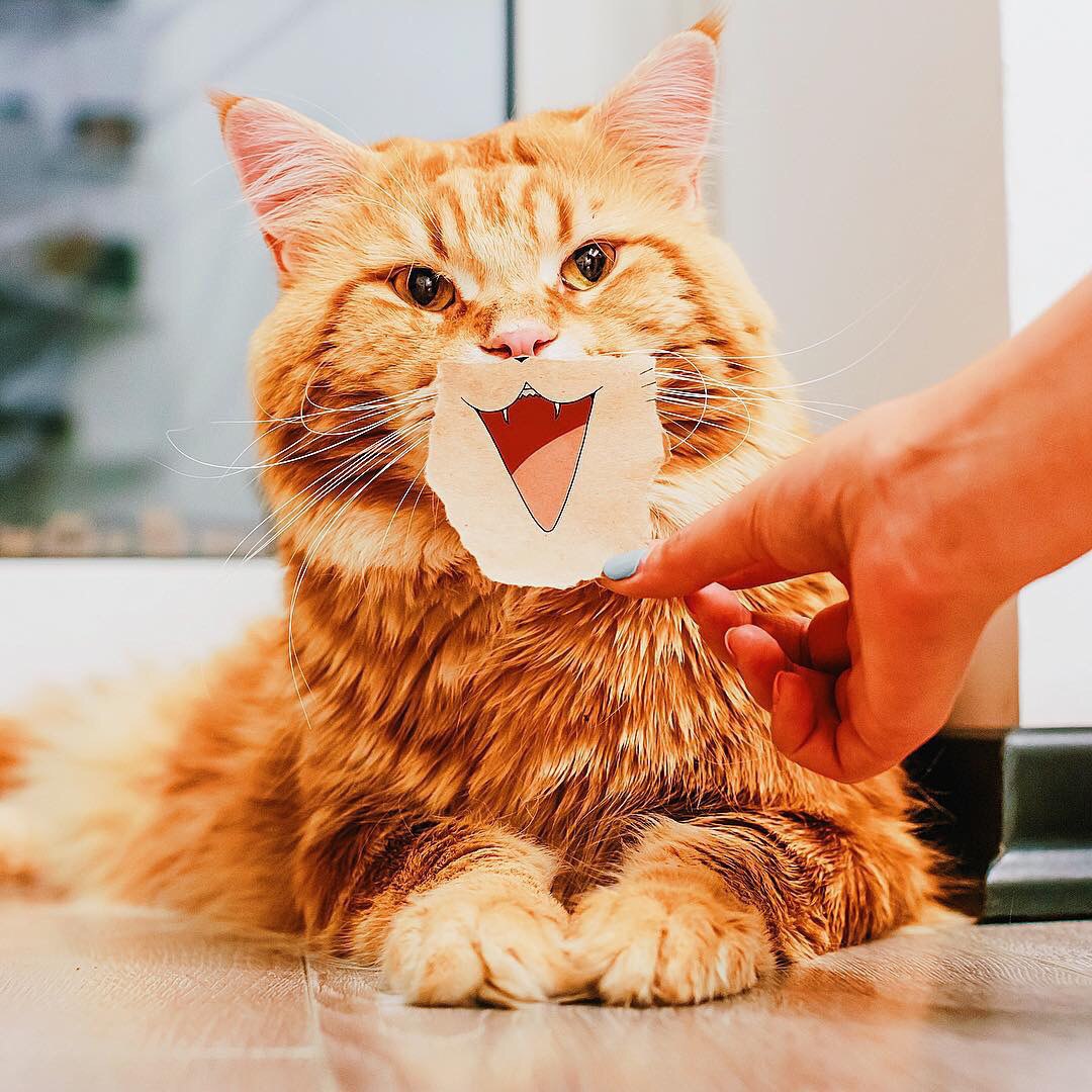 Фото Рыжему коту приложили ко рту нарисованную улыбку