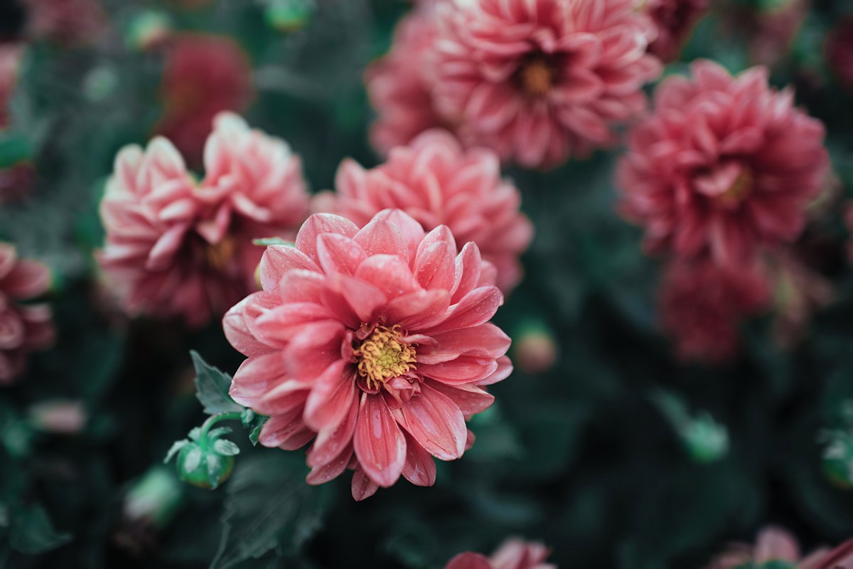 Фото Розовые цветы в макросъемке
