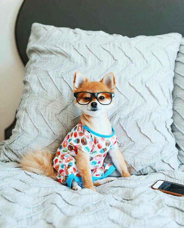 Фото Собака в очках и футболке сидит на постели