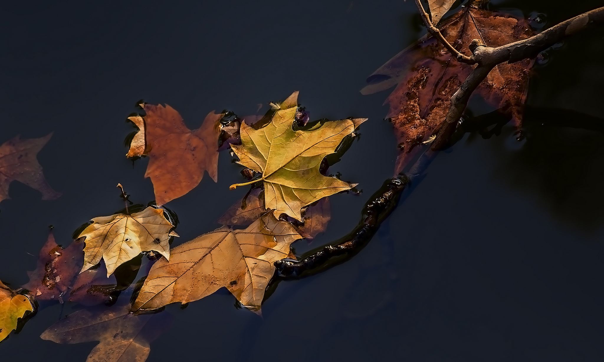 Листья на воде