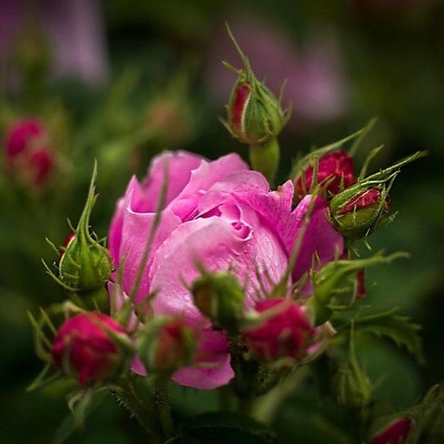 Фото Розовая роза с бутонами, фотограф Maxim Kozlov