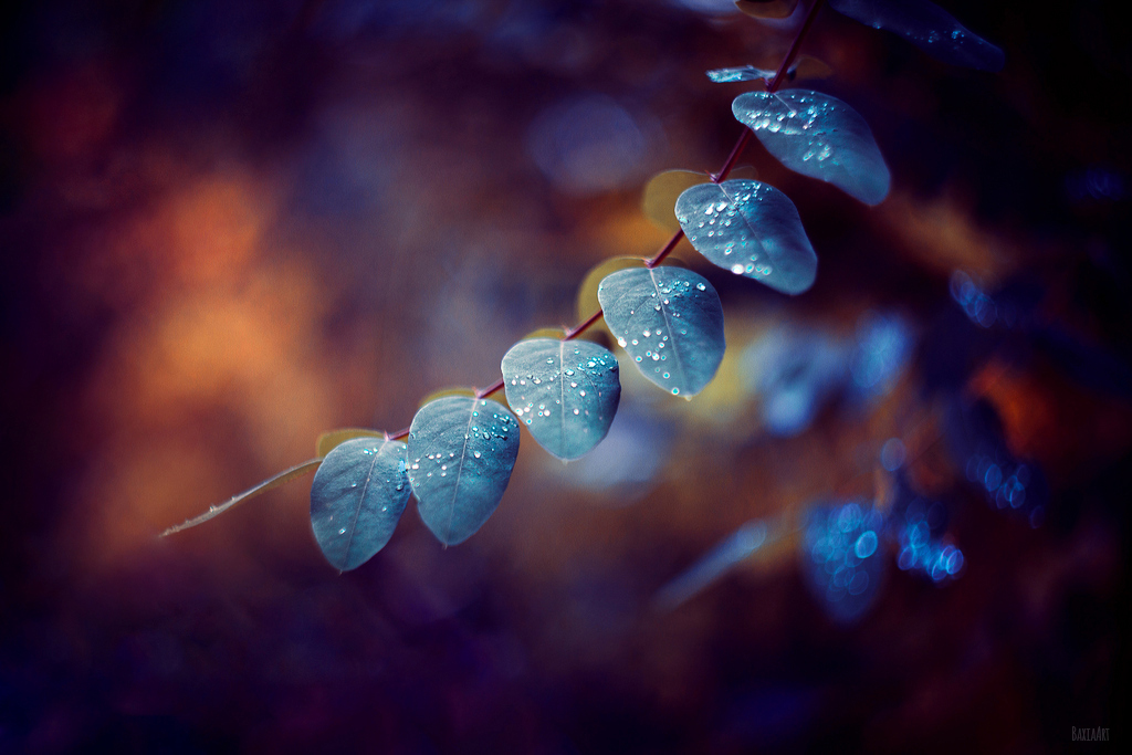 Фото Веточка с голубыми листьями в каплях воды после дождя, by BaxiaArt