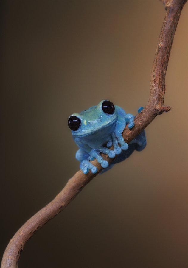 Фото Маленькая голубая лягушка на ветке