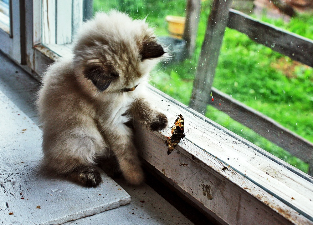 Фото Котенок рассматривает бабочку, фотограф Алинция Савельева