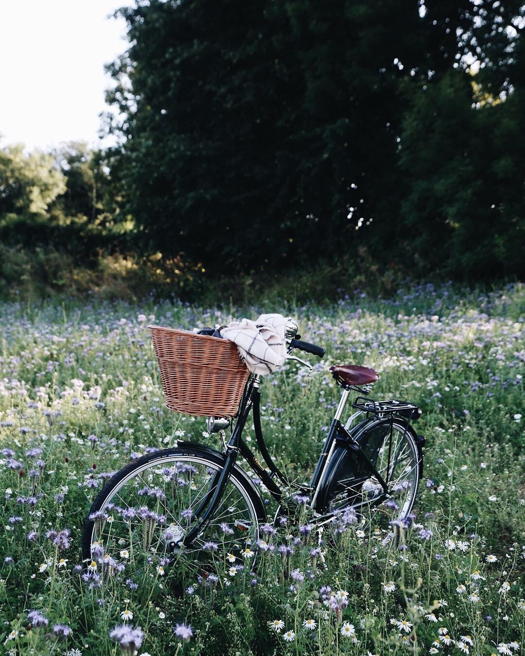 Фото Велосипед с плетенной корзинкой стоит в поле