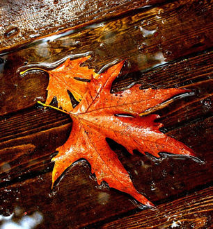 листья, дождь, осень, красные, капли, прожилки обои (фото, картинки)