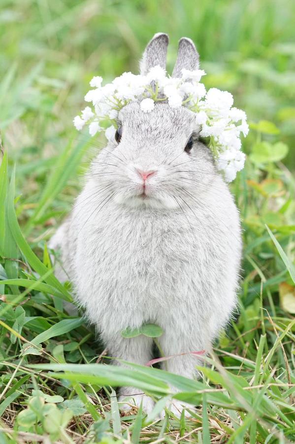 Фото Серый кролик с венком из цветов на голове