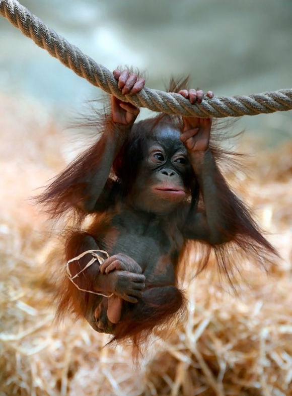 Фото Маленькая обезьяна орангутан висит на канате