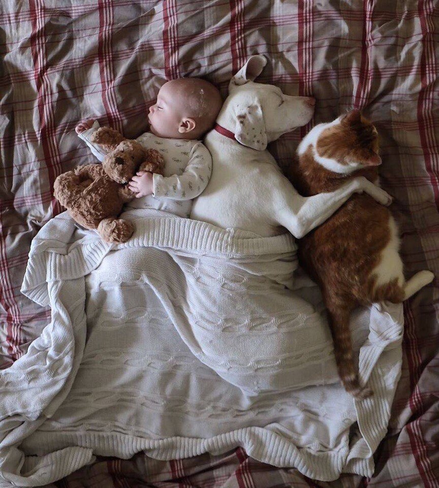 Фото Малыш спит с мягкой игрушкой, рядом спит собака, обнимая кошку