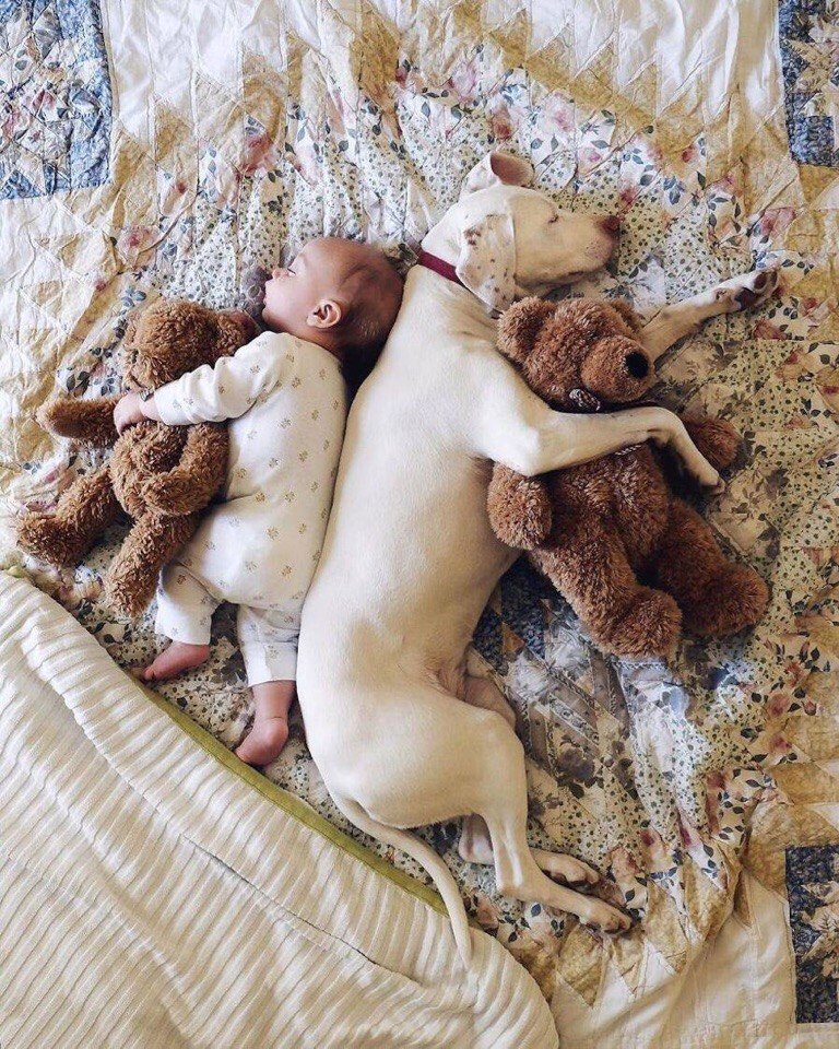 Фото Малыш спит с мягкой игрушкой и собака с мягкой игрушкой