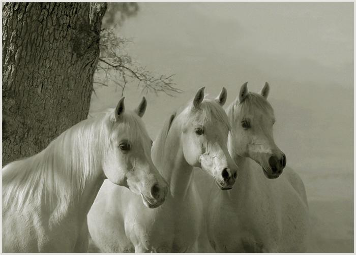 Фото Фото трех красивых белых лошадей