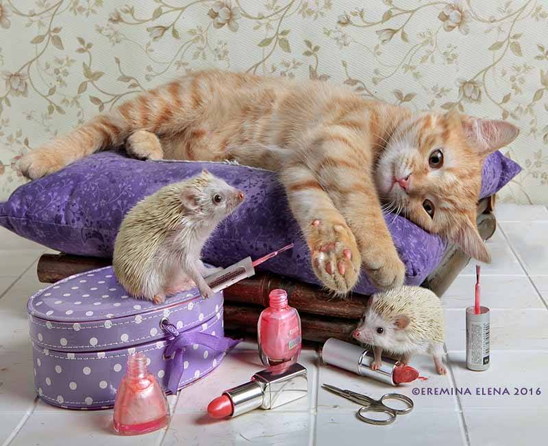 Фото Ежики красят лаком ноготочки коту, Elena Eremina 2016