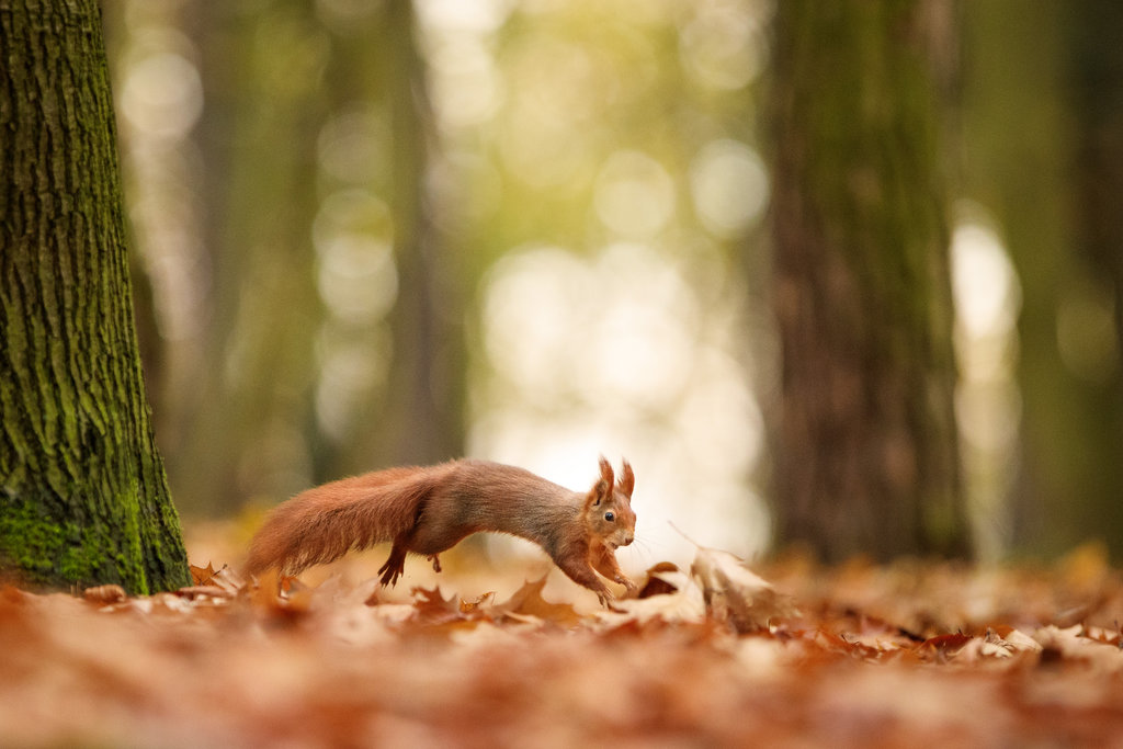 Фото Белочка бежит по осенней листве, by AlesGola