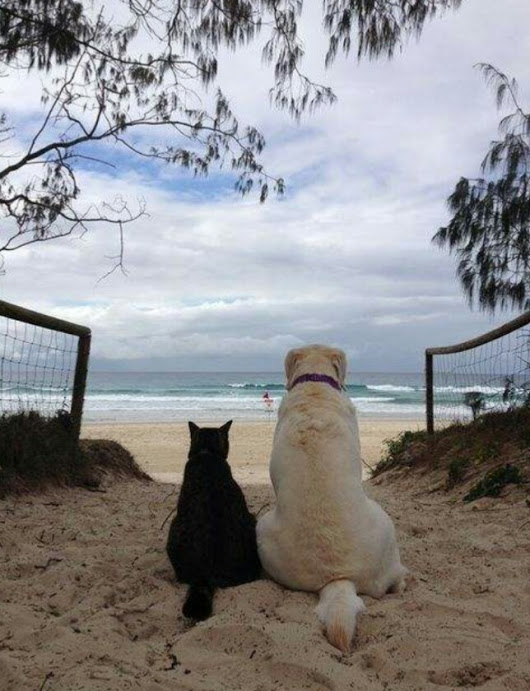 Фото Черный кот и белая собака сидят рядышком и смотрят на море