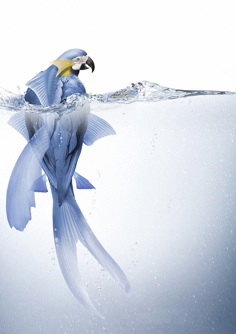 Фото Голубой попугай с плавниками плывет в воде