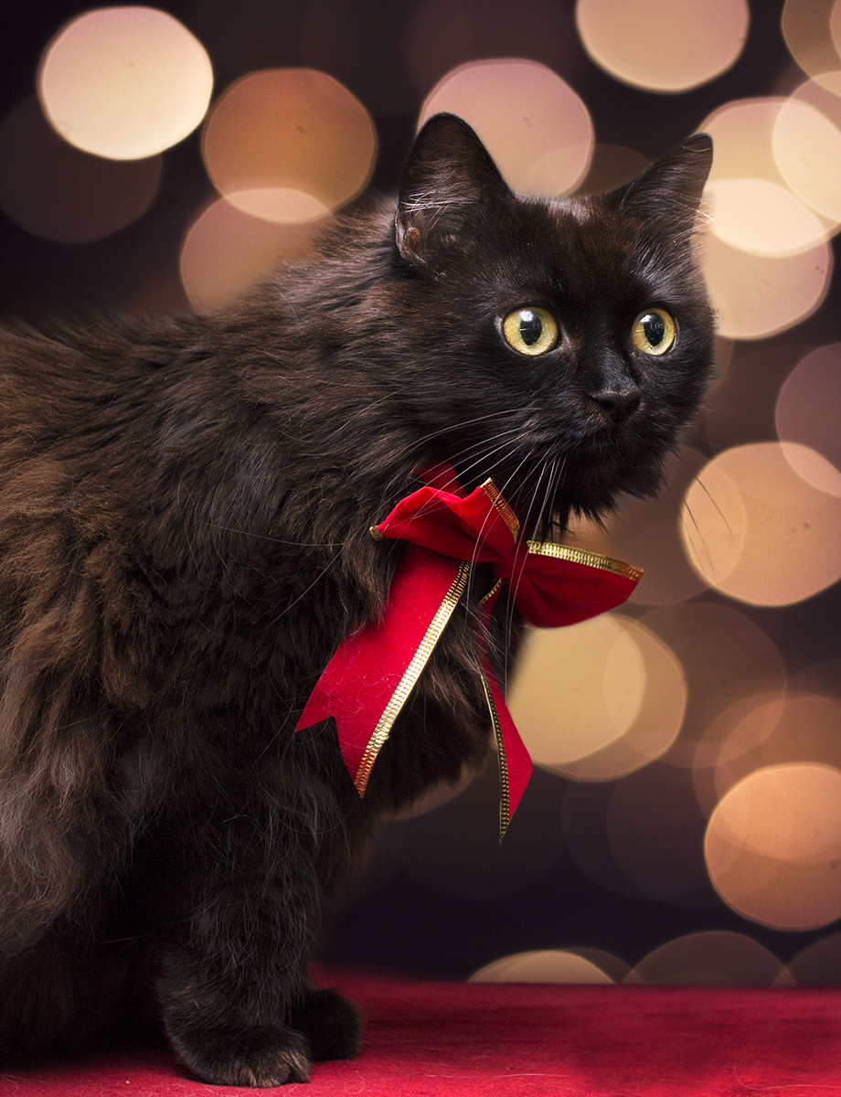 Котик с бантиком
